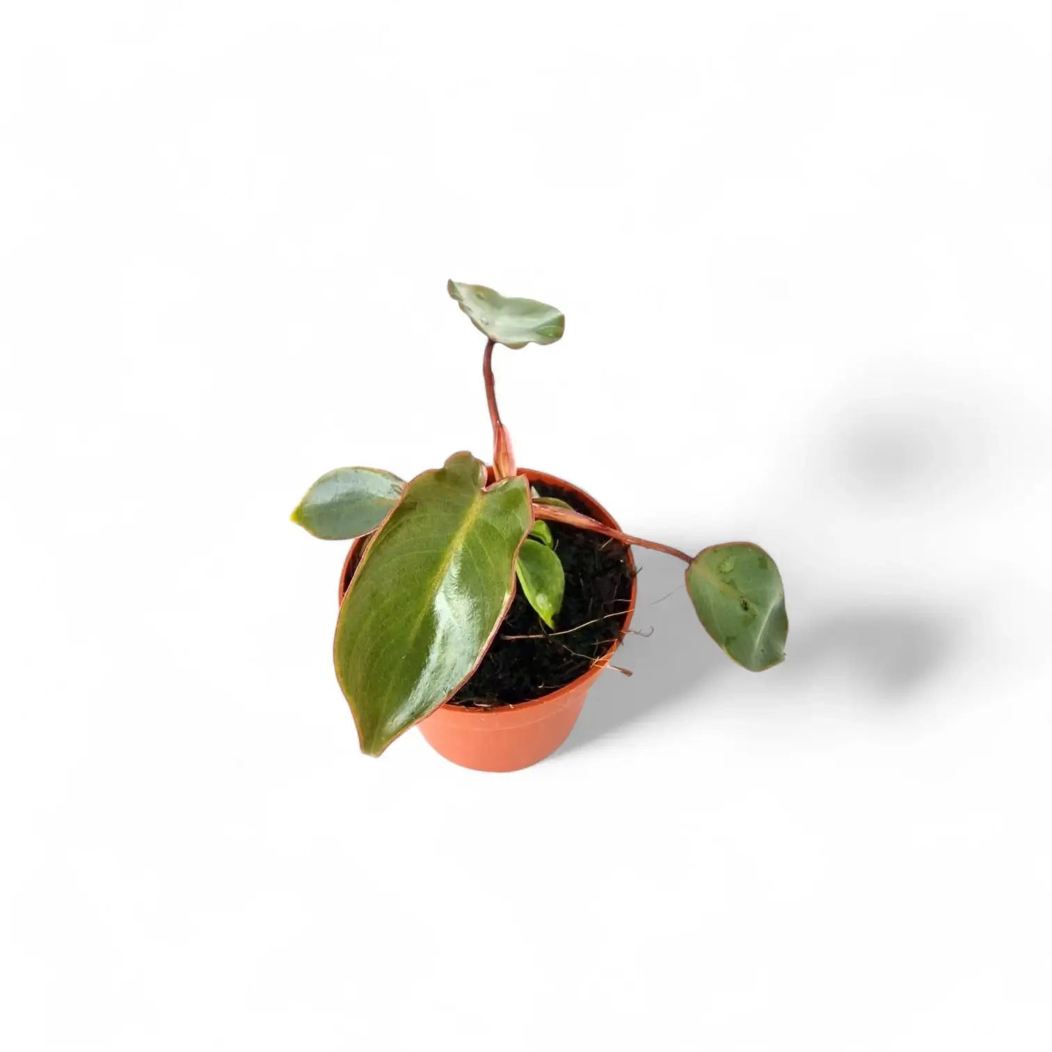 Philodendron billietiae x atabapoense potted houseplant in nursery pot on white background, product photo 3.