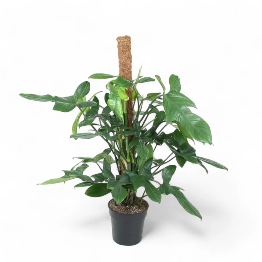 Philodendron bipennifolium potted houseplant in nursery pot on white background, product photo 2.