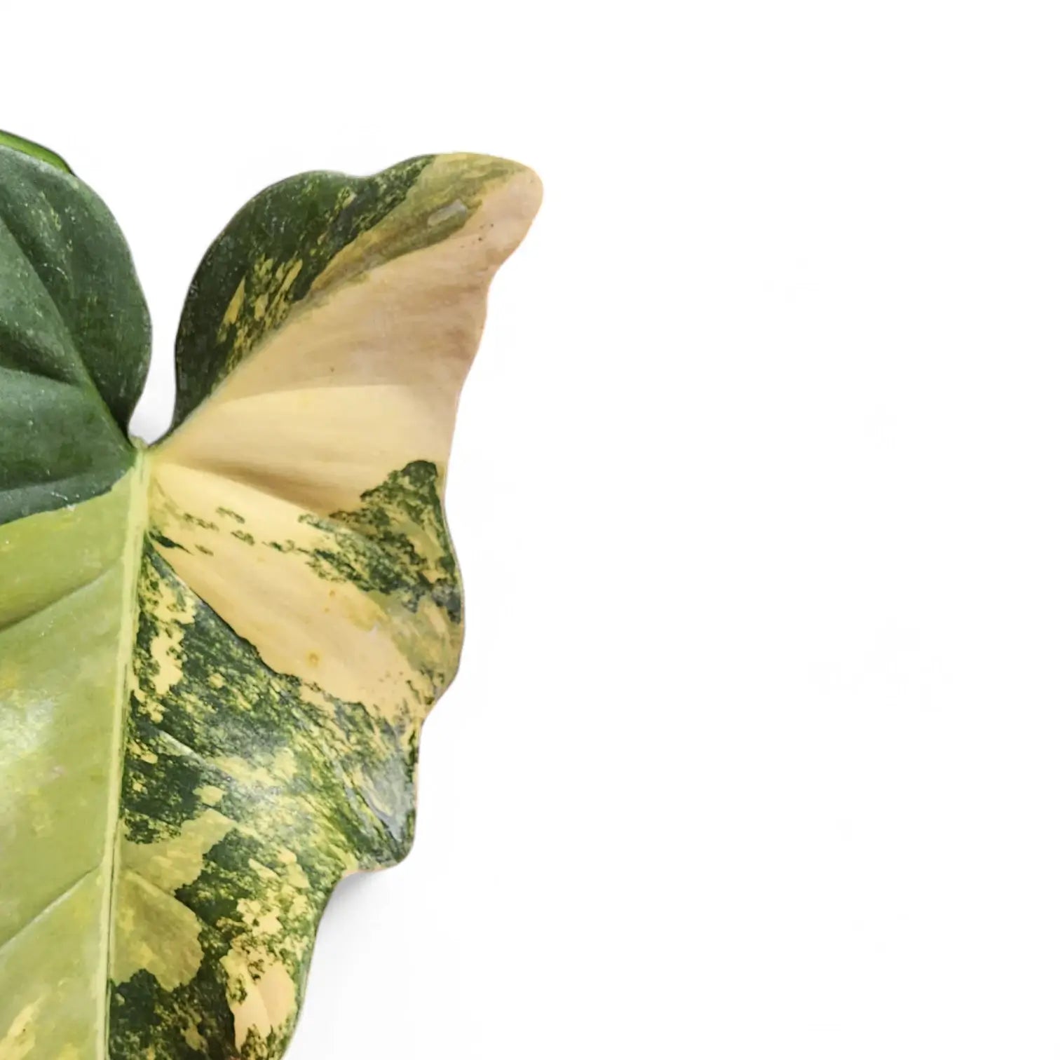 Philodendron bipennifolium variegata – Blattdetail vor weißem Hintergrund..