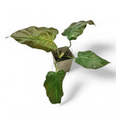 Philodendron corsinianum potted houseplant in nursery pot on white background, product photo 2.