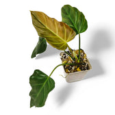 Philodendron corsinianum potted houseplant in nursery pot on white background, product photo 3.