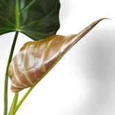 Philodendron corsinianum potted houseplant in nursery pot on white background, product photo 5.