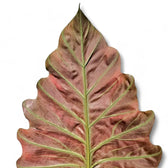 Philodendron corsinianum potted houseplant in nursery pot on white background, product photo 6.