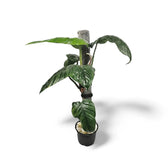 Philodendron ernestii potted houseplant in nursery pot on white background, product photo 3.
