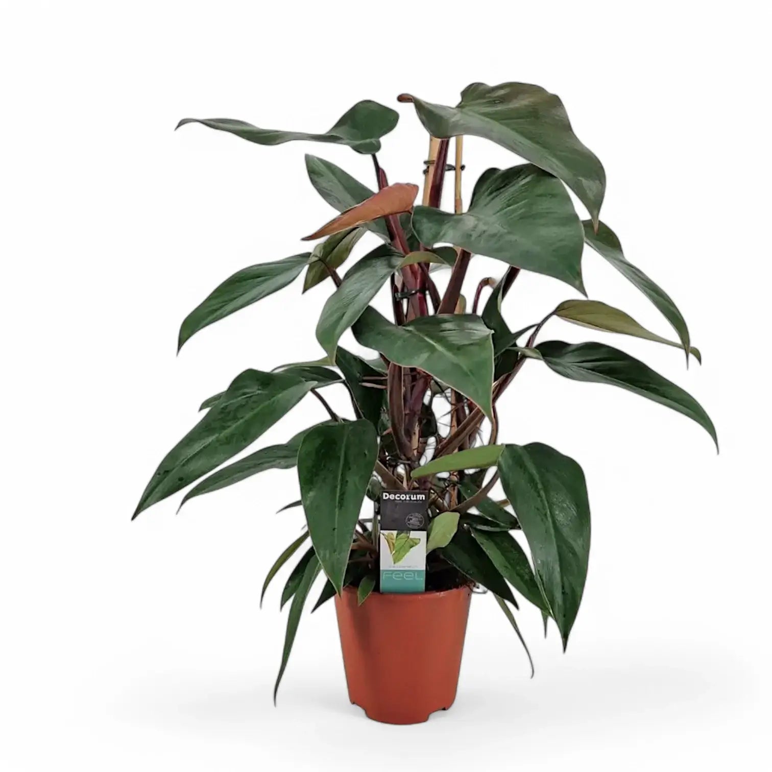 Philodendron erubescens 'New Red' potted houseplant in nursery pot on white background, product photo 2.