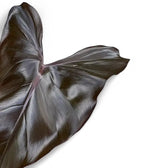 Philodendron erubescens x 'Dark Lord' leaf close-up on white background.