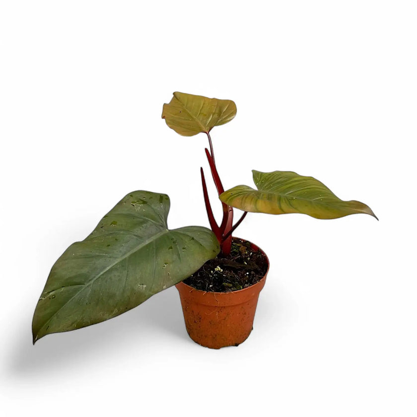 Philodendron erubescens x 'Dark Lord' potted houseplant in nursery pot on white background, product photo 2.