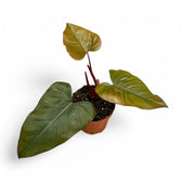 Philodendron erubescens x 'Dark Lord' potted houseplant in nursery pot on white background, product photo 3.