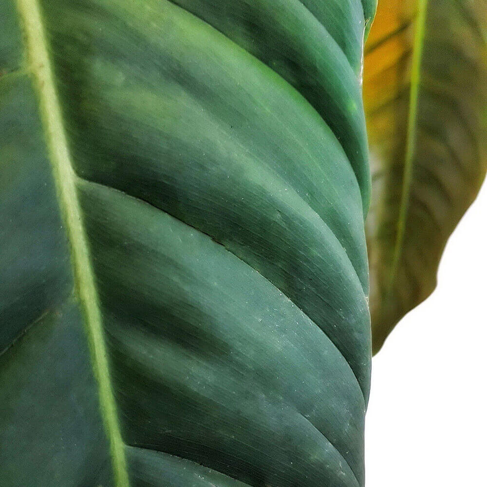 Philodendron esmeraldense leaf close-up on white background.