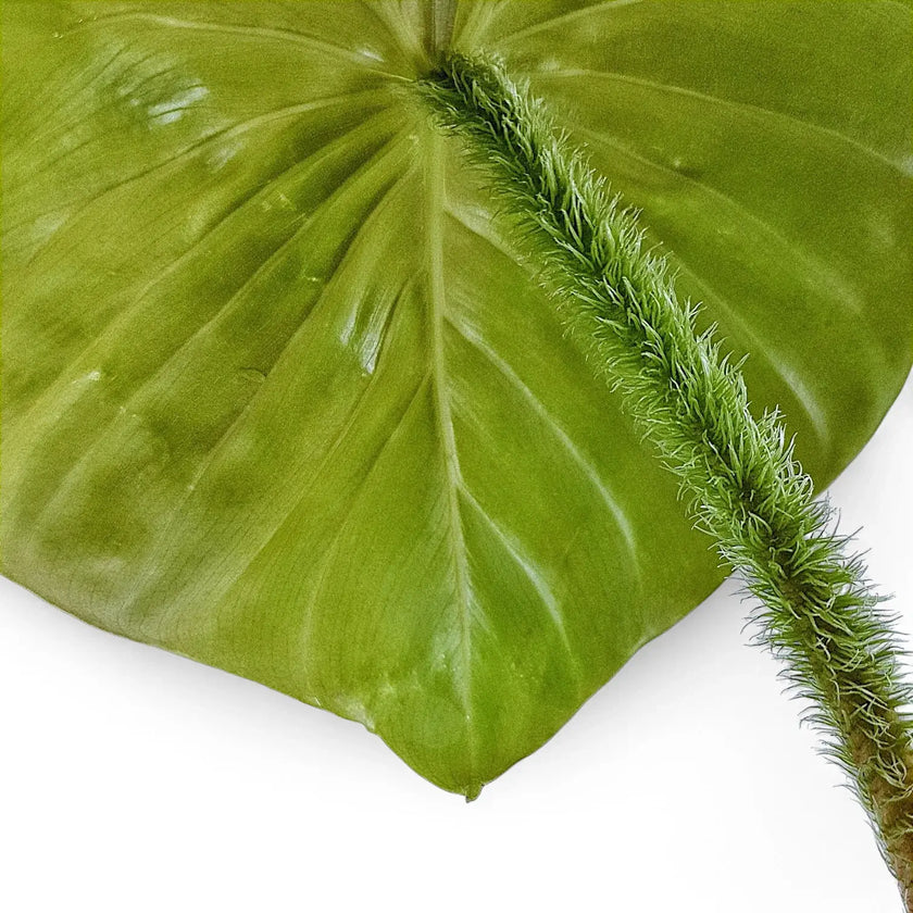 Philodendron fibrosum leaf close-up on white background.