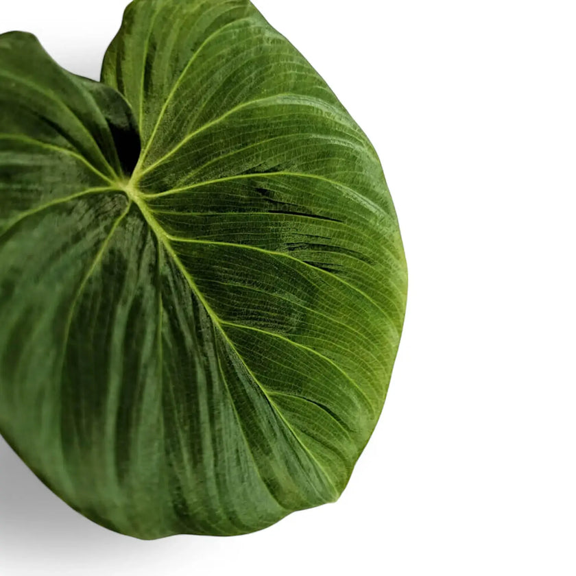 Philodendron fibrosum aff leaf close-up on white background.