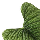 Philodendron furcatum leaf close-up on white background.