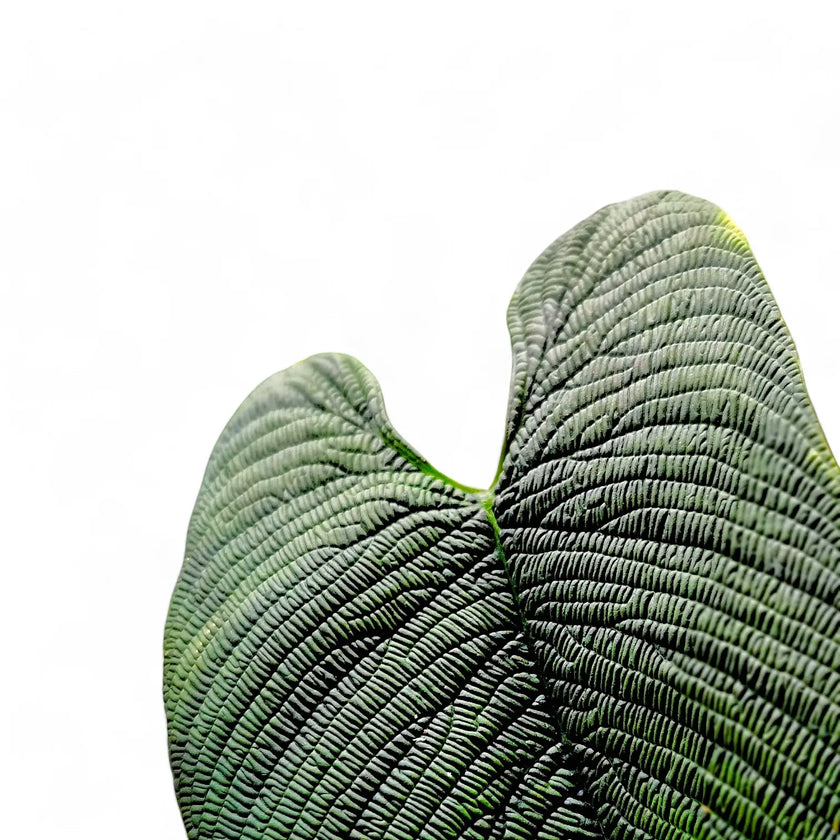 Philodendron furcatum potted houseplant in nursery pot on white background, product photo 2.