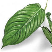 Philodendron genevievianum leaf close-up on white background.