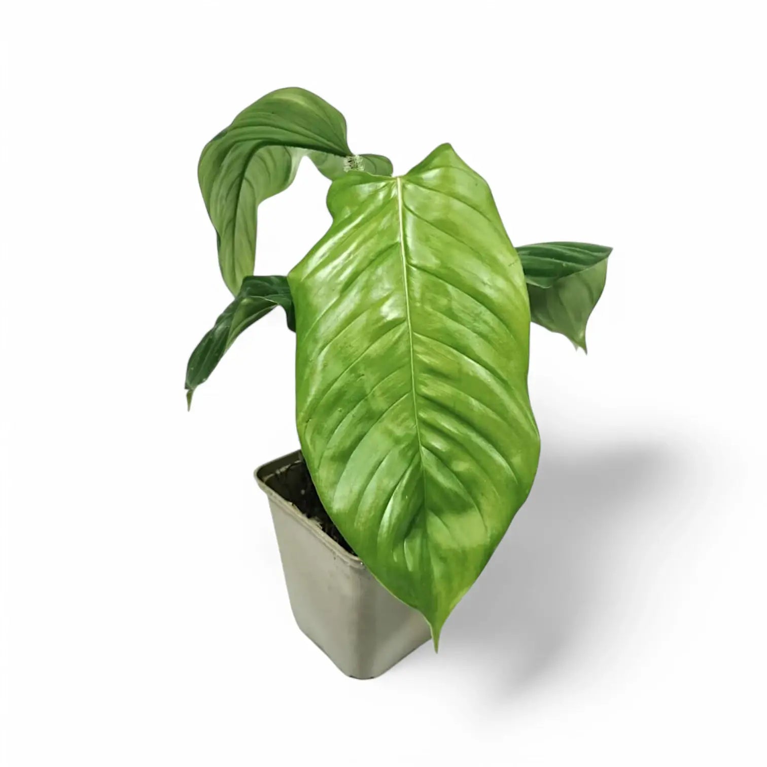 Philodendron genevievianum potted houseplant in nursery pot on white background, product photo 3.