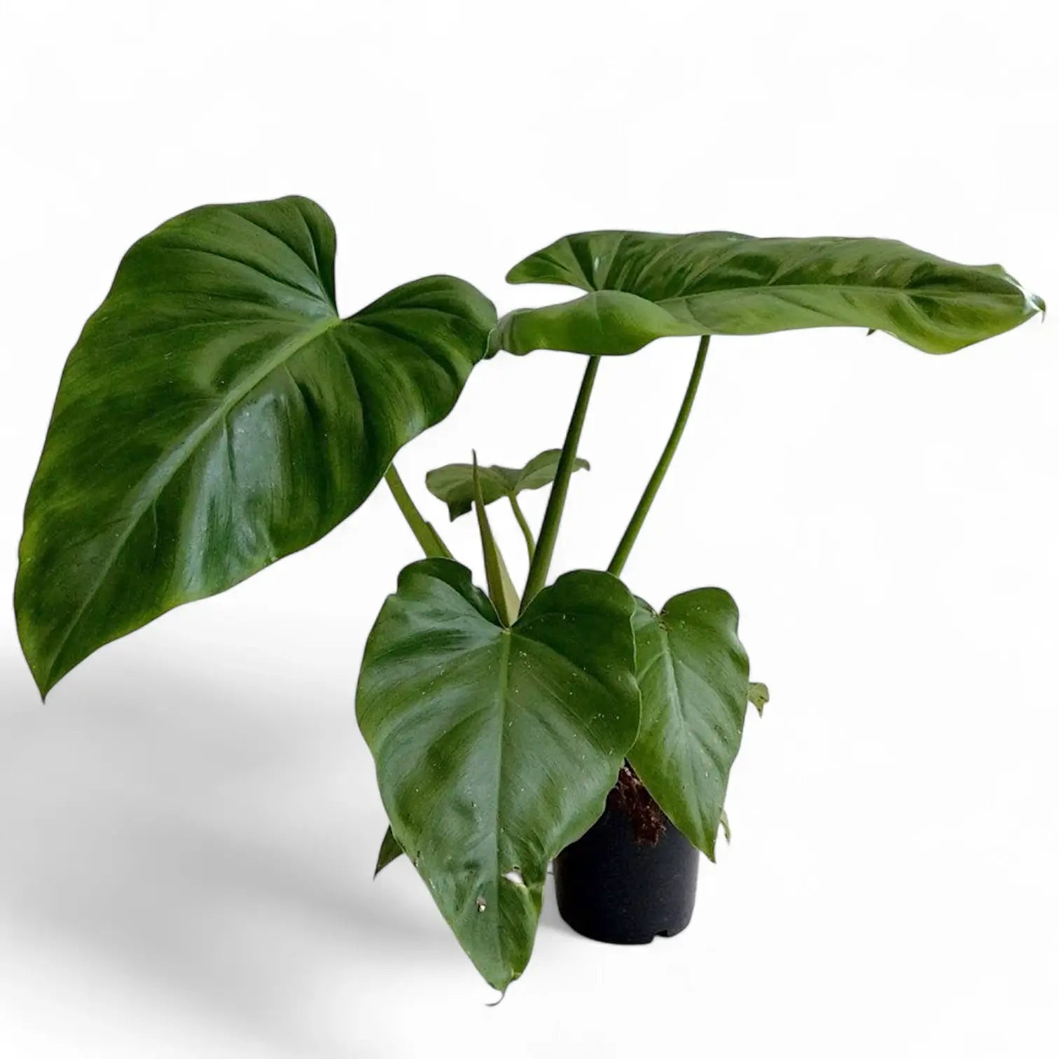Philodendron giganteum potted houseplant in nursery pot on white background, product photo 3.