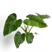 Philodendron giganteum potted houseplant in nursery pot on white background, product photo 4.