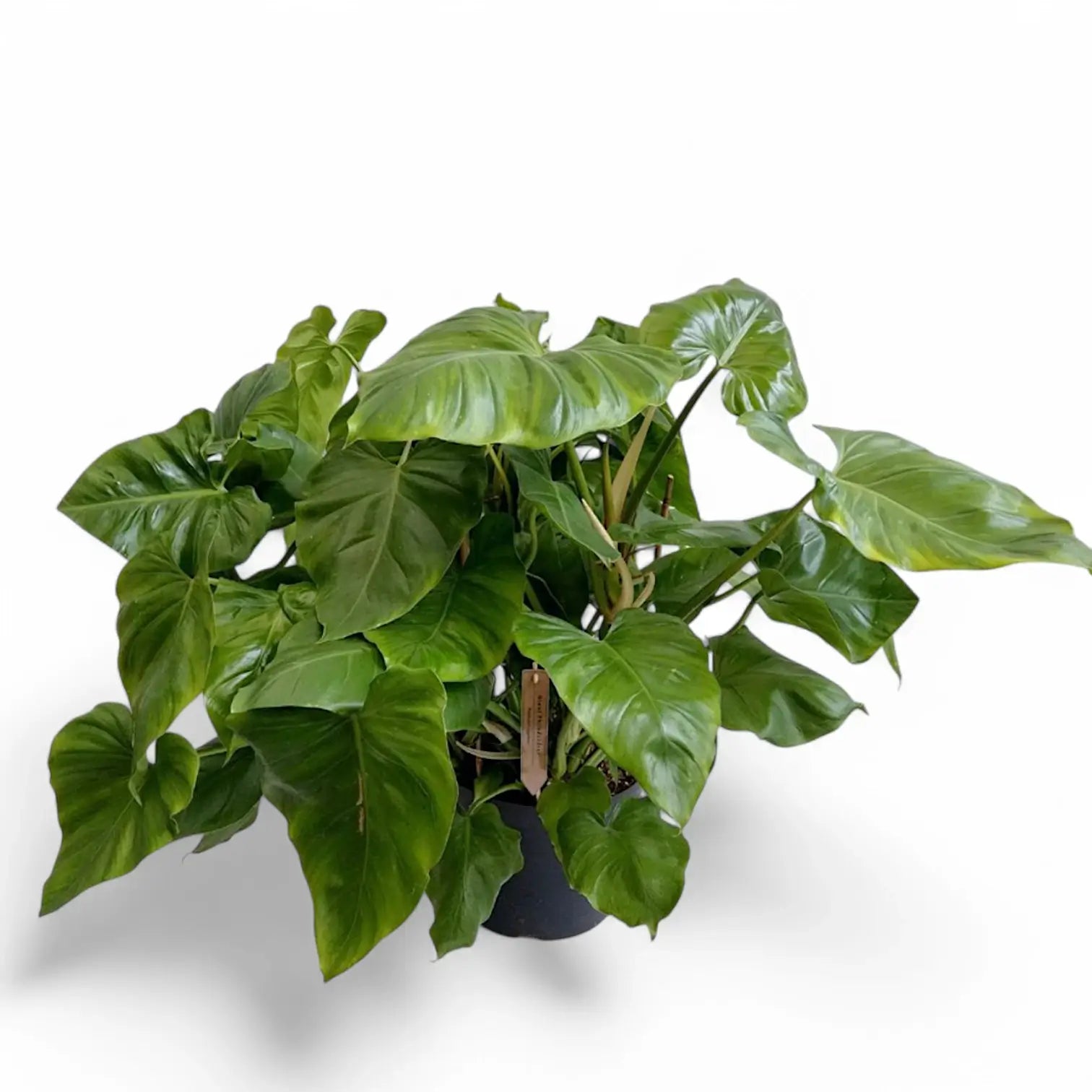 Philodendron giganteum potted houseplant in nursery pot on white background, product photo 5.