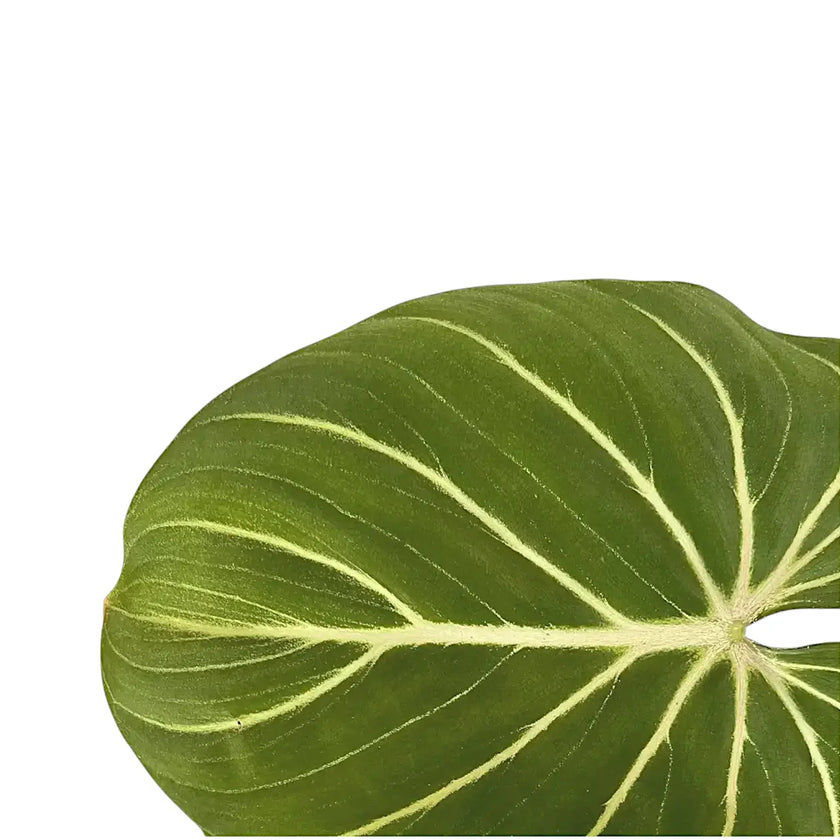 Philodendron gloriosum 'Zebra' leaf close-up on white background.
