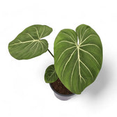 Philodendron gloriosum 'Zebra' potted houseplant in nursery pot on white background, product photo 2.
