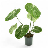 Philodendron gloriosum 'Zebra' potted houseplant in nursery pot on white background, product photo 4.