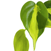 Philodendron hederaceum var. oxycardium 'Brasil' – Blattdetail vor weißem Hintergrund..