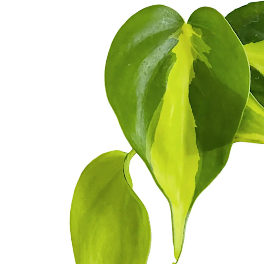 Philodendron hederaceum var. oxycardium 'Brasil' leaf close-up on white background.