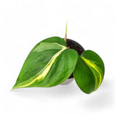 Philodendron hederaceum var. oxycardium 'Cream Splash' potted houseplant in nursery pot on white background, product photo 2.