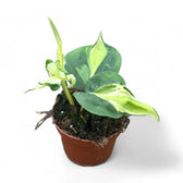 Philodendron hederaceum var. oxycardium 'Cream Splash' potted houseplant in nursery pot on white background, product photo 4.