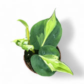 Philodendron hederaceum var. oxycardium 'Cream Splash' potted houseplant in nursery pot on white background, product photo 5.