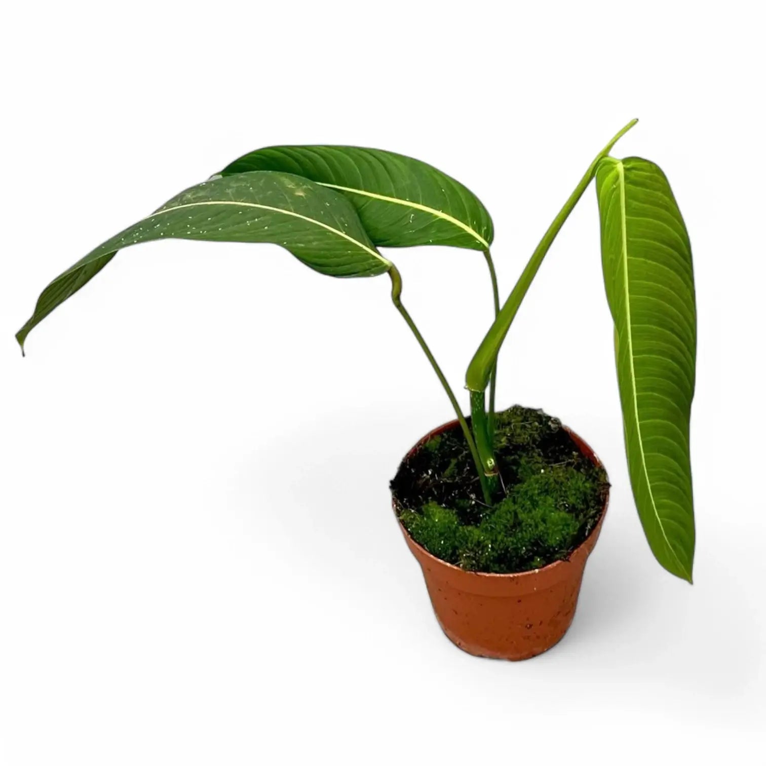 Philodendron heterocraspedon potted houseplant in nursery pot on white background, product photo 3.