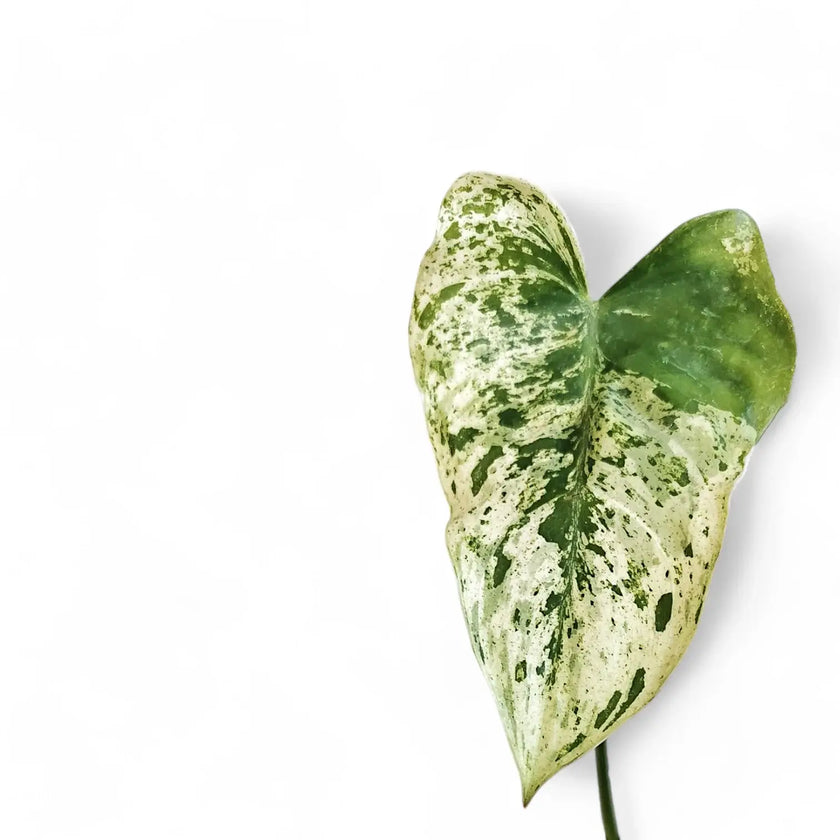 Philodendron ilsemanii leaf close-up on white background.