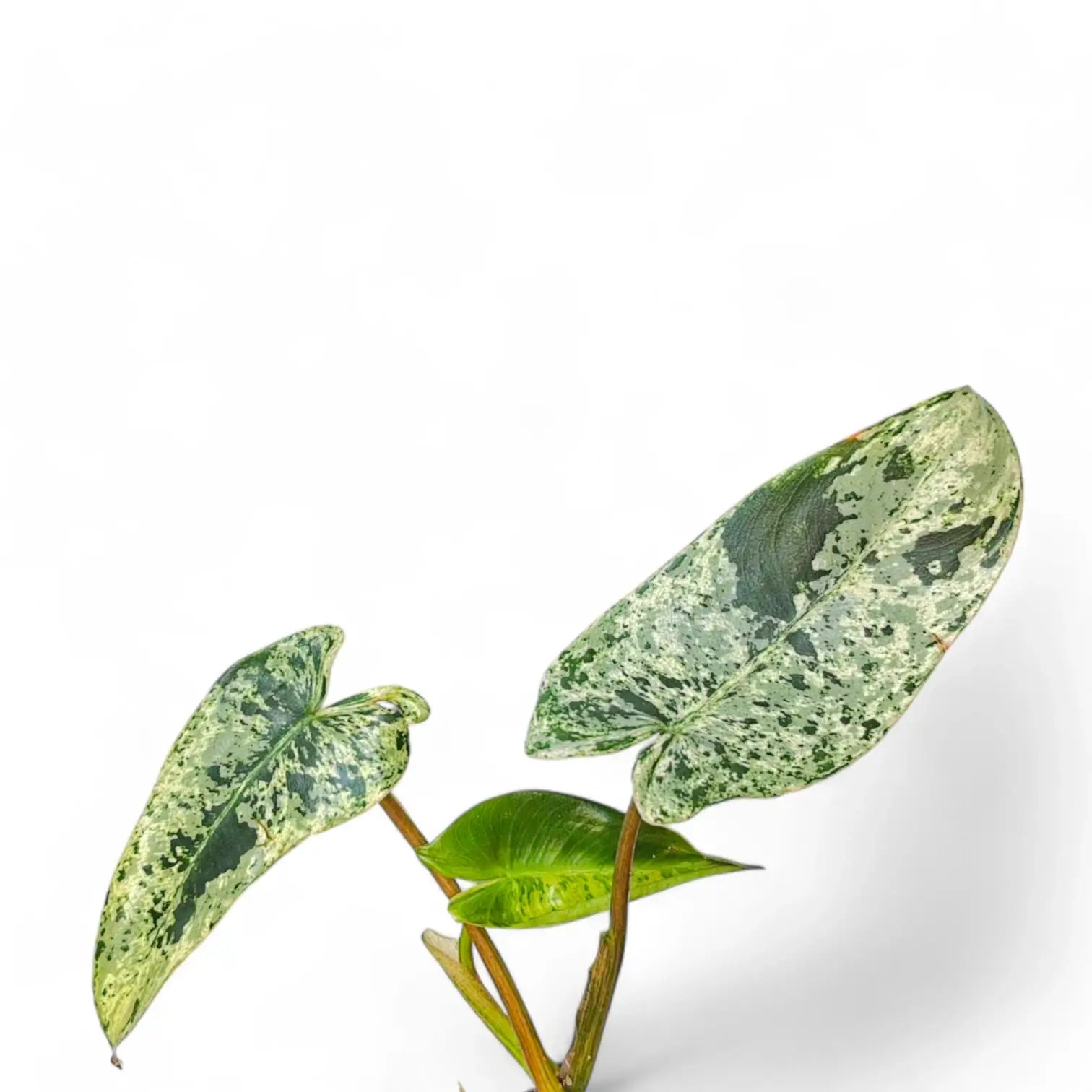 Philodendron ilsemanii potted houseplant in nursery pot on white background, product photo 3.