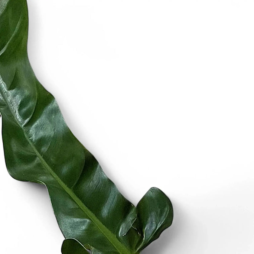 Philodendron lapoanum leaf close-up on white background.