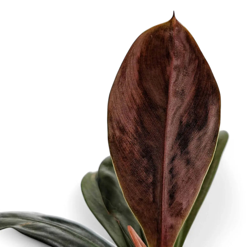 Philodendron linnaei leaf close-up on white background.
