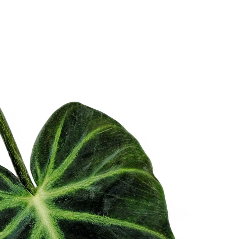 Philodendron luxurians leaf close-up on white background.