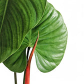 Philodendron lynamii Zimmerpflanze im Anzuchttopf vor weißem Hintergrund, Produktfoto 2.