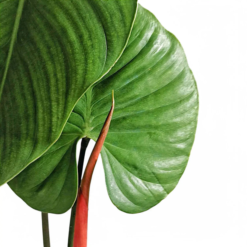 Philodendron lynamii potted houseplant in nursery pot on white background, product photo 2.