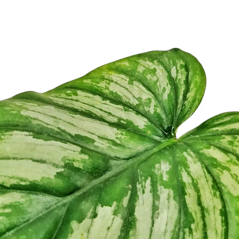 Philodendron mamei – Blattdetail vor weißem Hintergrund..