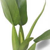 Philodendron martianum 'Pacová' ('Fatboy') – Blattdetail vor weißem Hintergrund..