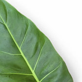 Philodendron melinonii – Blattdetail vor weißem Hintergrund..