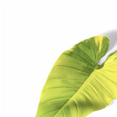 Philodendron melinonii 'Ghost' – Blattdetail vor weißem Hintergrund..