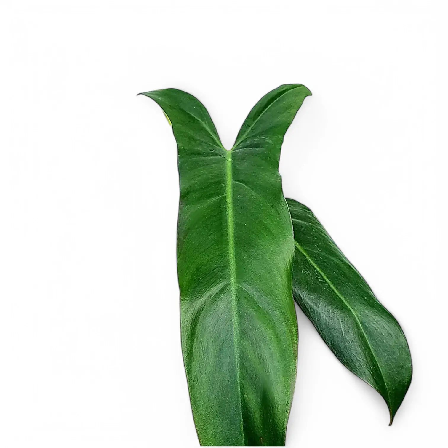 Philodendron mexicanum – Blattdetail vor weißem Hintergrund..