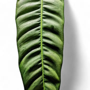 Philodendron patriciae – Blattdetail vor weißem Hintergrund..