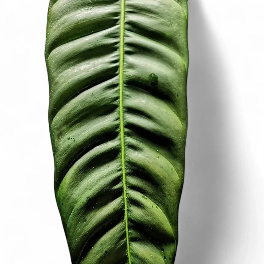 Philodendron patriciae leaf close-up on white background.