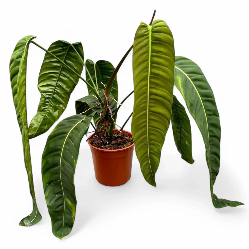 Philodendron patriciae potted houseplant in nursery pot on white background, product photo 2.