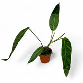 Philodendron patriciae Zimmerpflanze im Anzuchttopf vor weißem Hintergrund, Produktfoto 7.