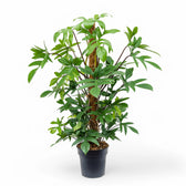 Philodendron pedatum potted houseplant in nursery pot on white background, product photo 4.