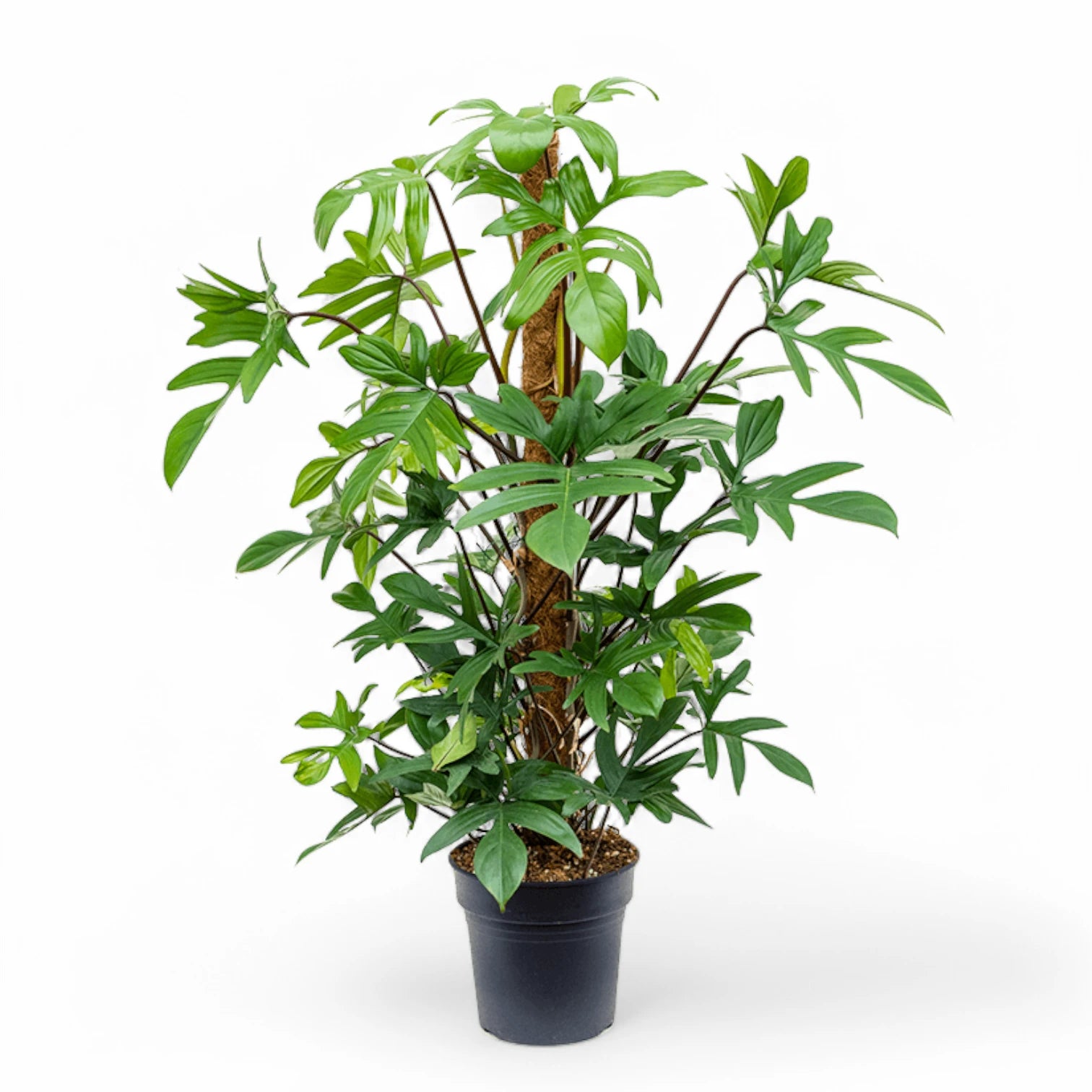 Philodendron pedatum potted houseplant in nursery pot on white background, product photo 4.