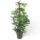 Philodendron pedatum potted houseplant in nursery pot on white background, product photo 5.